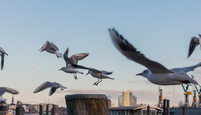 最新世界没有疫情国家：梦想成真的健康生活新篇章