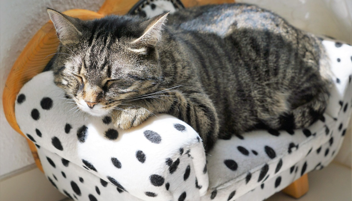 麻斜最新疫情：全面了解最新动态和防护措施