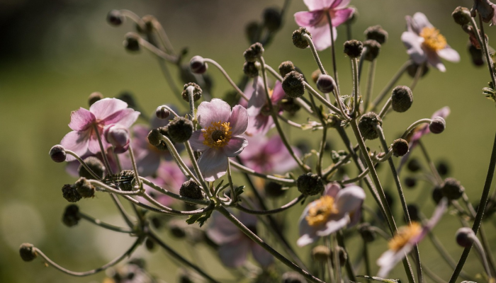 汉阴平梁最新疫情通报：防疫措施与社区生活状况