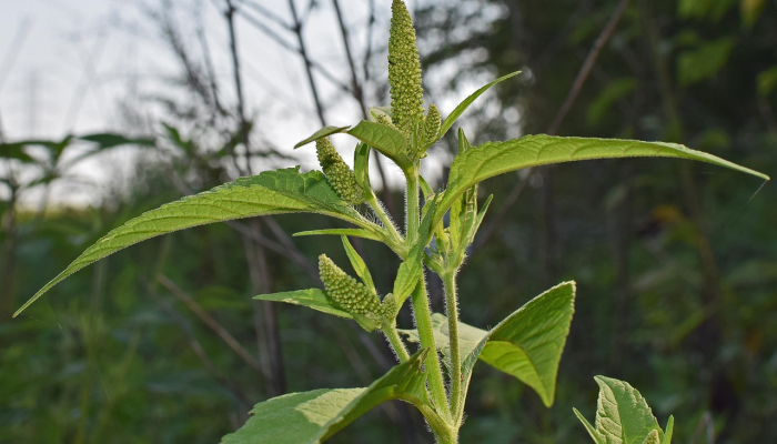 湾潭镇最新疫情：科学防护与社区关爱共同战胜挑战